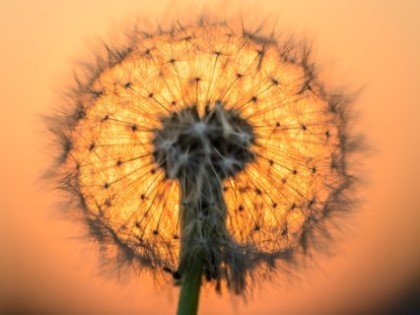 Pluizenbol van een paardenbloem tegen een oranje avondlucht