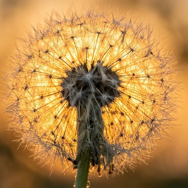 Pluizenbol van een paardenbloem tegen een oranje avondlucht