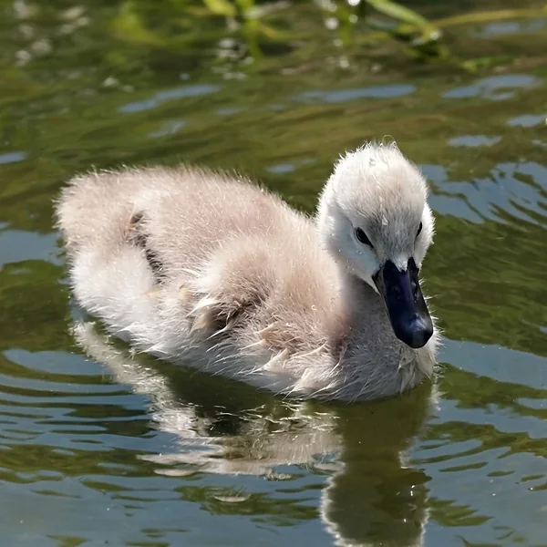 Jong zwaantje dat in het water zwemt