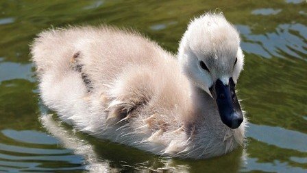 Jong zwaantje naast een volwassen zwaan in het water