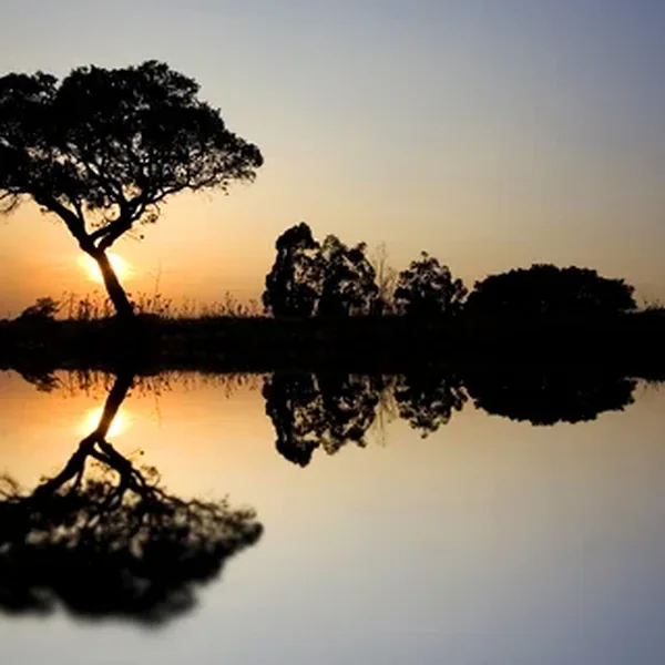 Boom weerspiegeld in stil water bij zonsondergang