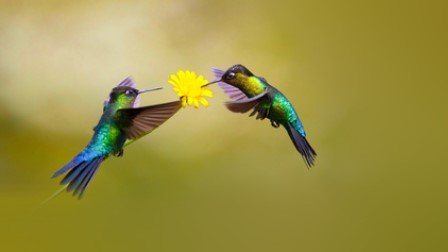 Twee kolibries tegenover elkaar bij een gele bloem